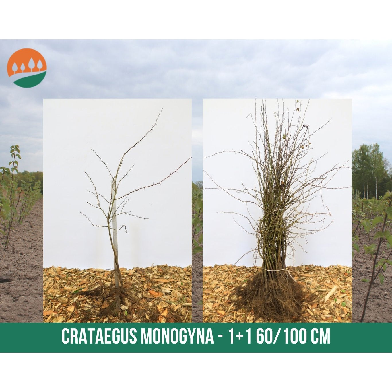 Hagtorn – Crataegus monogyna - 60-100 CM bare root 1/1